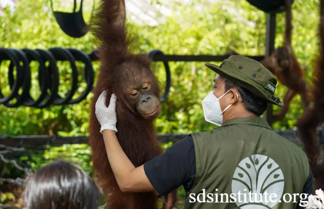 Strategi Medis Dokter Rimba Menjaga Populasi Fauna Langka Lewat Penyelamatan Spesies Endemik